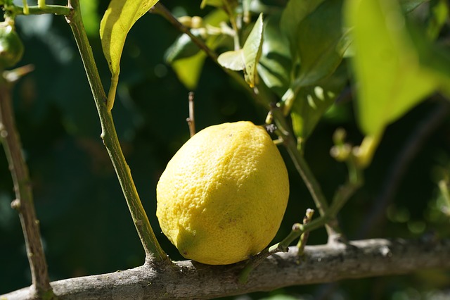 citron na větvi
